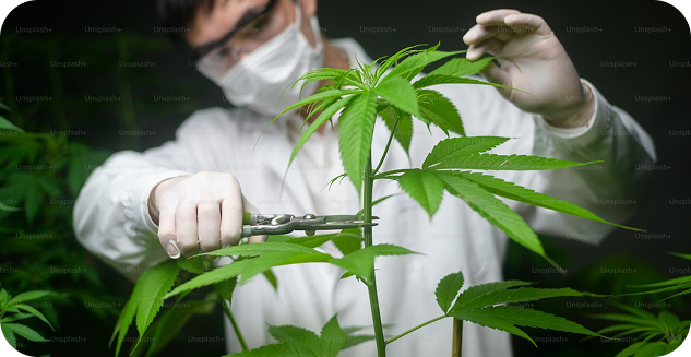 Common Ingredients in Stress Tinctures